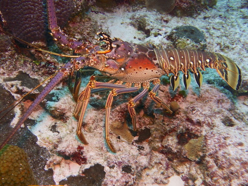 Spiny Lobster IMG_4783.jpg